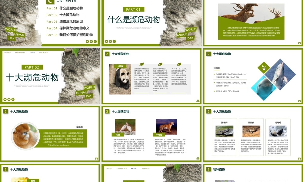保护濒危动物宣传PPT课件世界动物日PPT模板.pptx