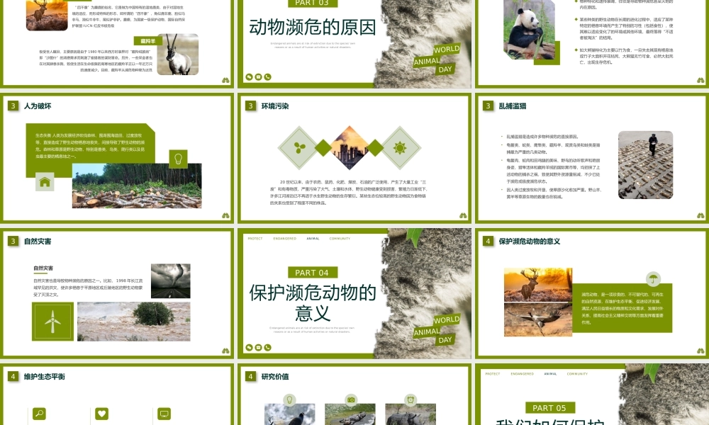保护濒危动物宣传PPT课件世界动物日PPT模板.pptx