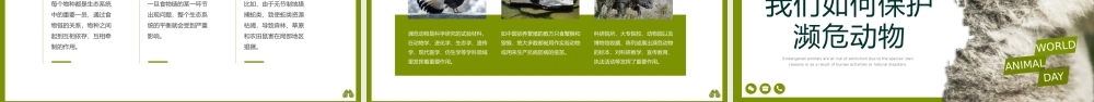 保护濒危动物宣传PPT课件世界动物日PPT模板.pptx