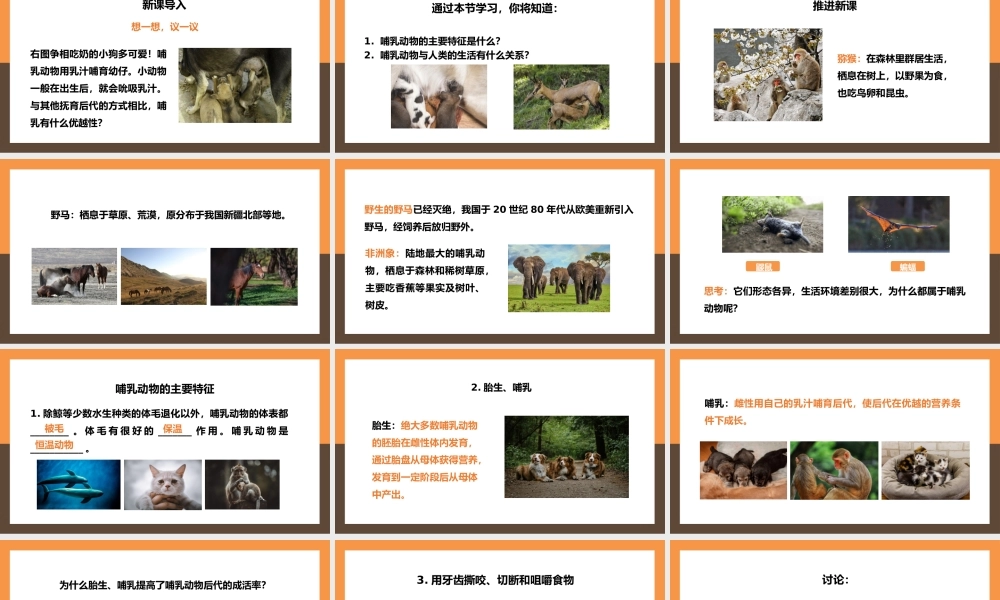 八年级生物上册哺乳动物PPT课件.pptx