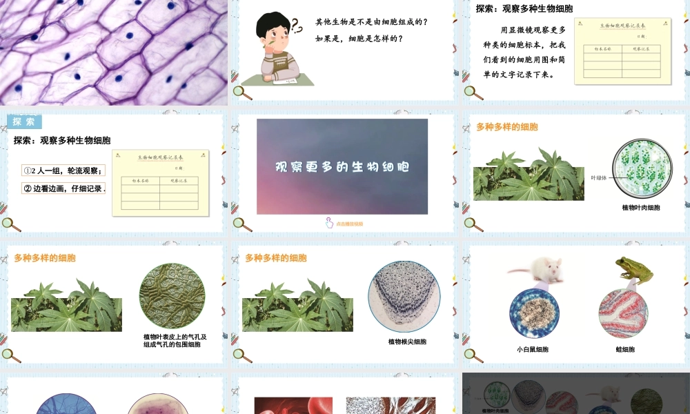 教科版六年级上册科学第1单元第5课 观察更多的生物细胞 课件（ppt教学）.pptx