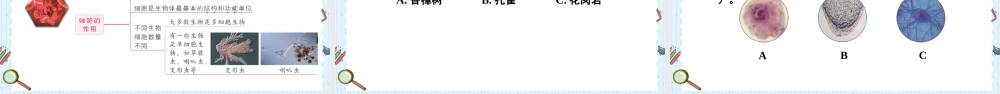 教科版六年级上册科学第1单元第5课 观察更多的生物细胞 课件（ppt教学）.pptx