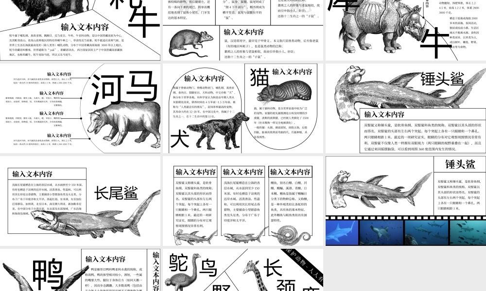 动物世界动物介绍主题课件PPT保护野生动物PPT课件（带内容）.pptx