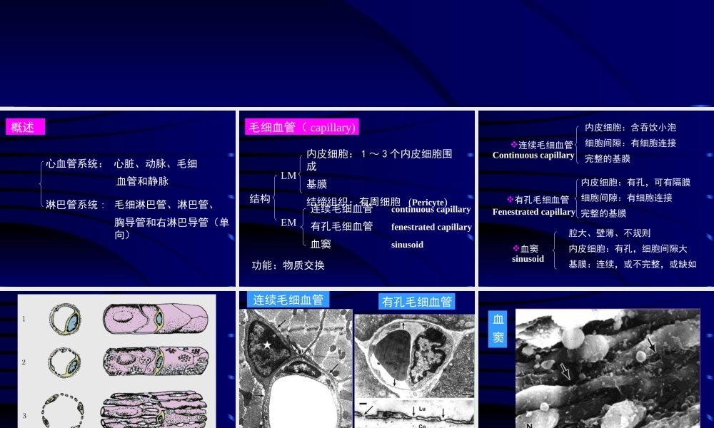 循环系统医学教学课件PPT.pptx