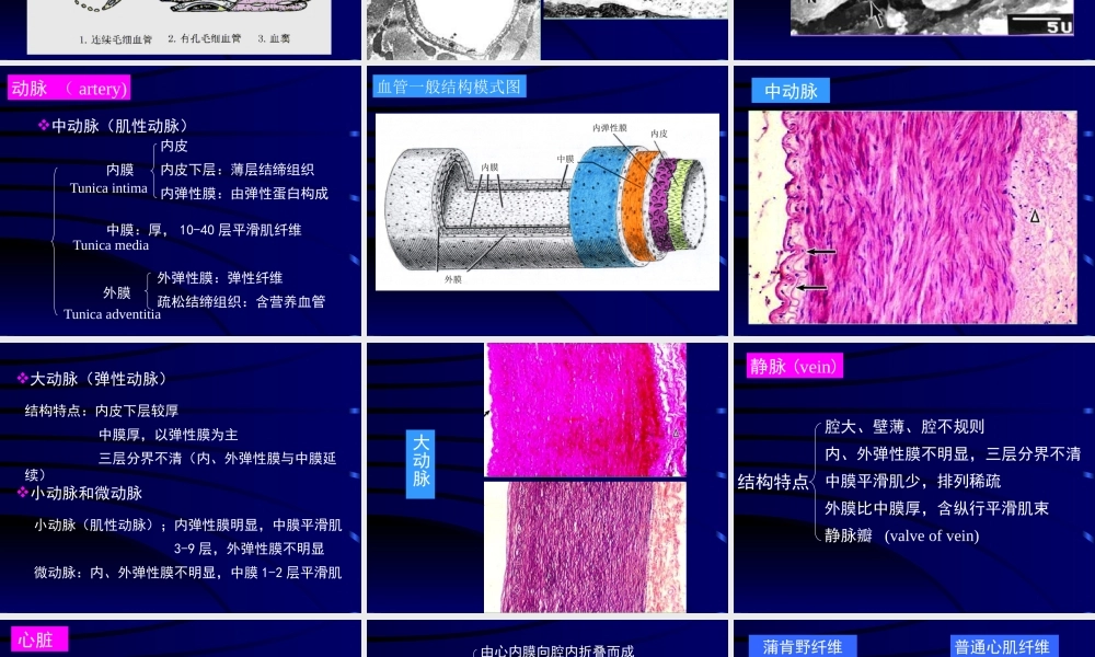循环系统医学教学课件PPT.pptx