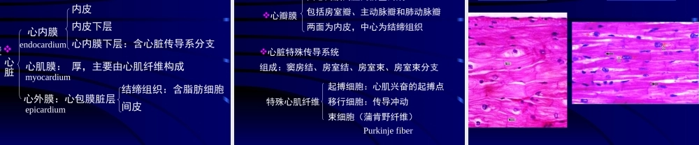 循环系统医学教学课件PPT.pptx