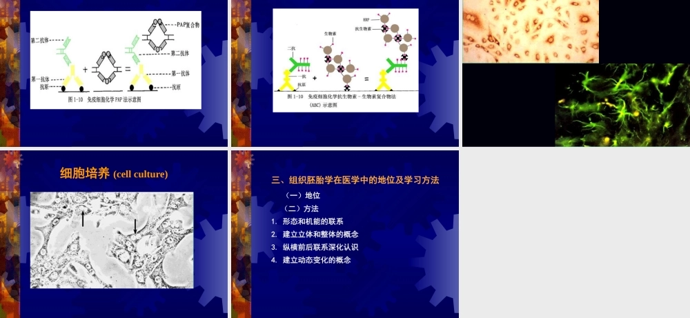 组织学与胚胎学研究绪论基础知识医学教学培训课件PPT.pptx