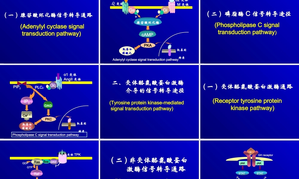 细胞信号转导障碍与疾病医学教学课件.pptx