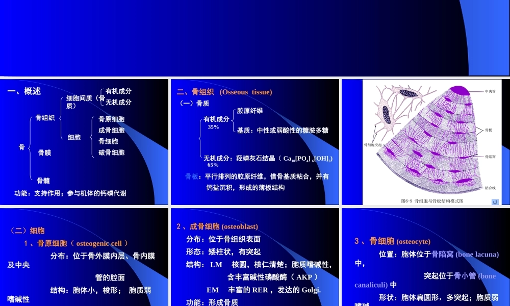 骨医学教学培训课件PPT.pptx