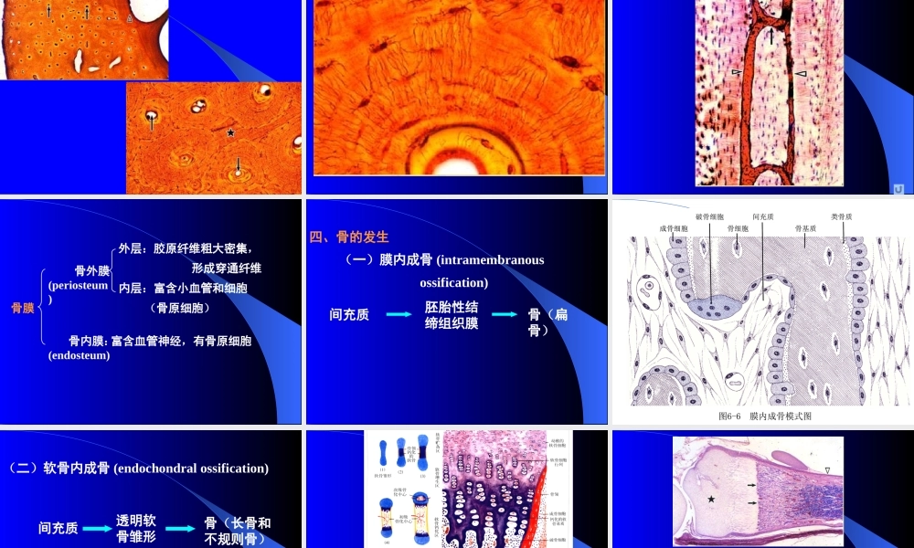 骨医学教学培训课件PPT.pptx