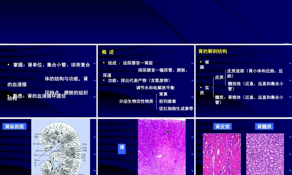 泌尿系统医学教学培训课件PPT.pptx