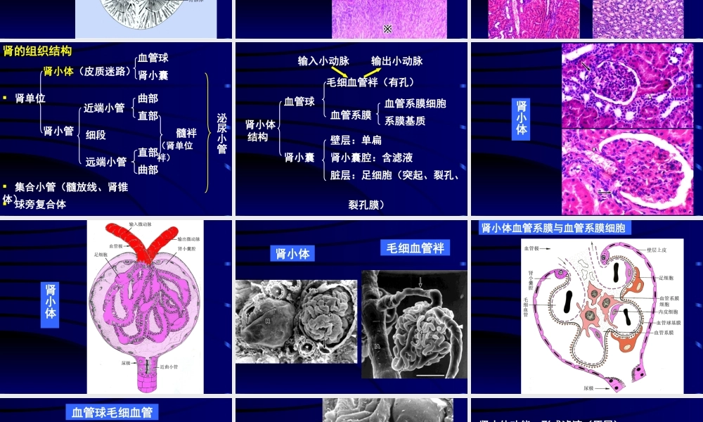 泌尿系统医学教学培训课件PPT.pptx