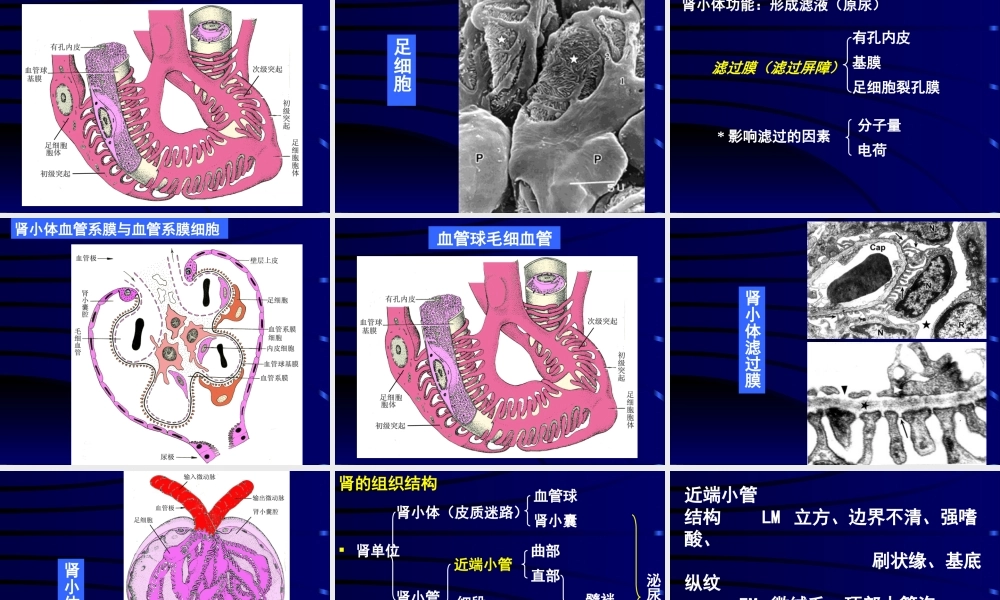 泌尿系统医学教学培训课件PPT.pptx