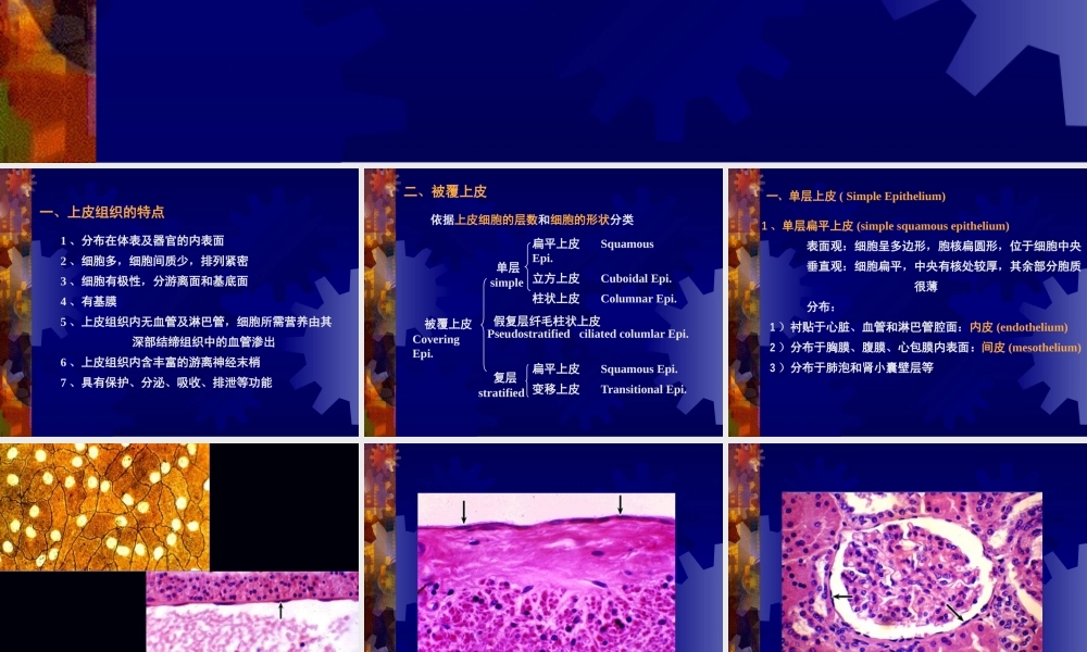 上皮组织医学教学课件PPT.pptx
