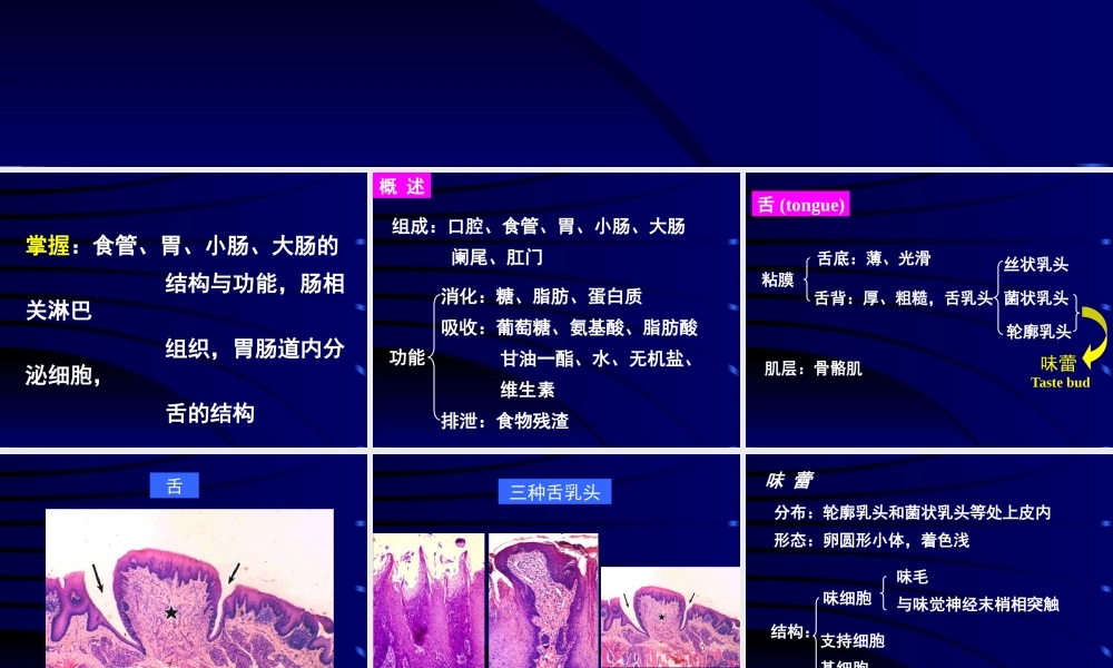 消化管医学教学课件PPT.pptx