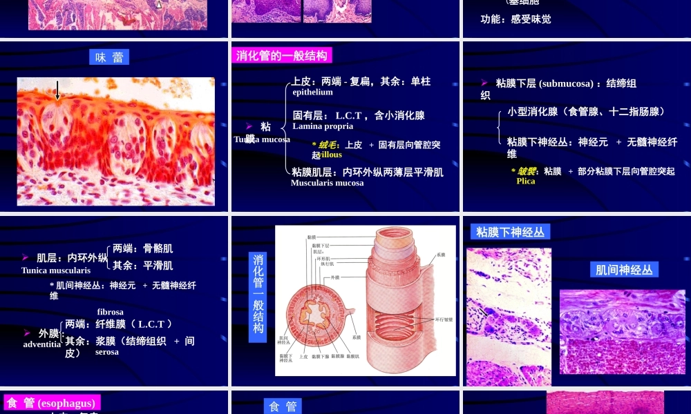 消化管医学教学课件PPT.pptx