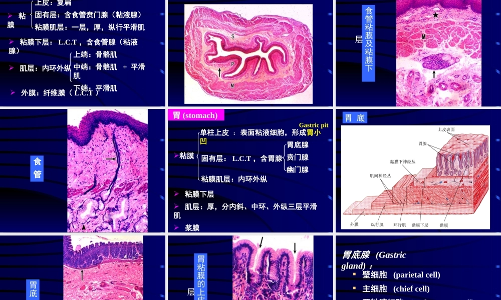 消化管医学教学课件PPT.pptx