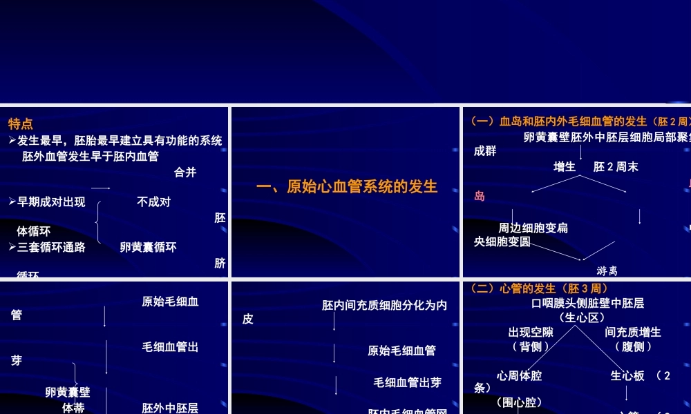 心血管系统的发生医学教学课件PPT.pptx