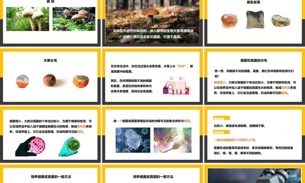 八年级上册生物细菌和真菌的分布PPT课件.pptx