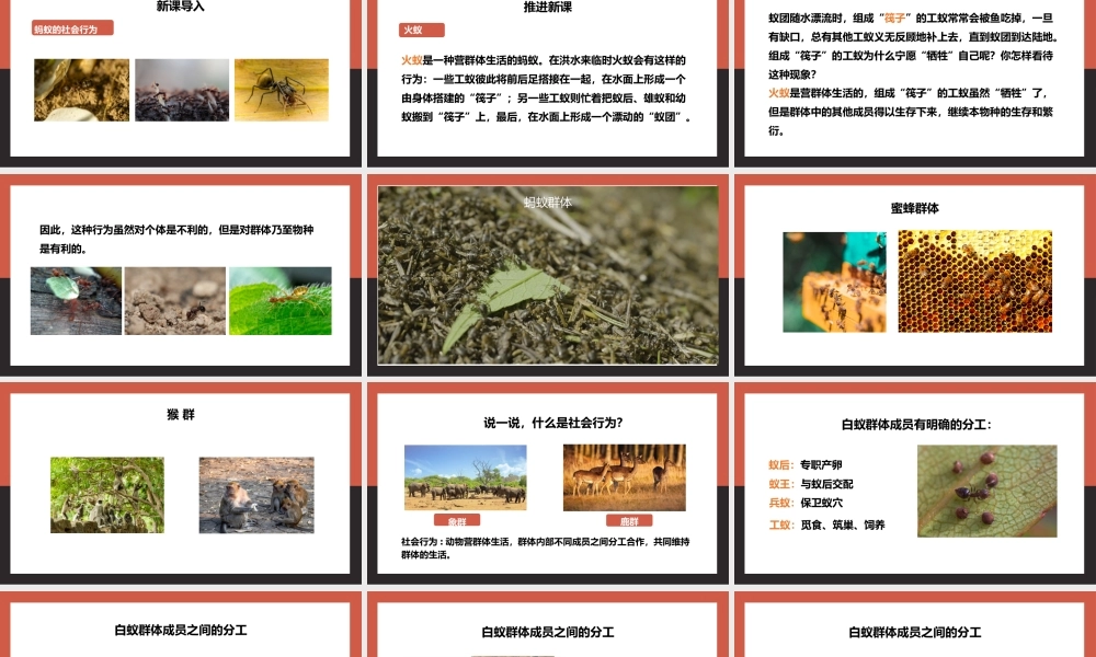 人教生物八年级上册社会行为PPT课件.pptx