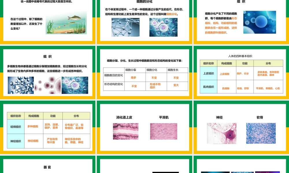 七上细胞怎样构成生物体动物体的结构层次PPT课件.pptx