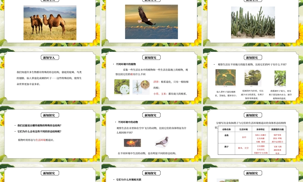 教科版六年级科学上册第四单元《生物的多样性-原来是相关联的》PPT课件.pptx