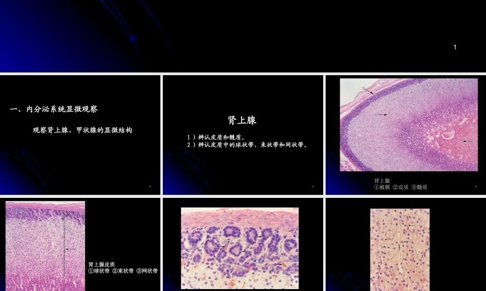实验九.2 内分泌 免疫系统、泌尿系统显微观察st2016.ppt