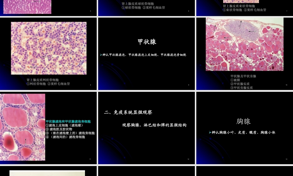 实验九.2 内分泌 免疫系统、泌尿系统显微观察st2016.ppt
