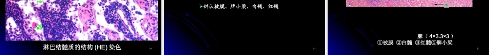 实验九.2 内分泌 免疫系统、泌尿系统显微观察st2016.ppt
