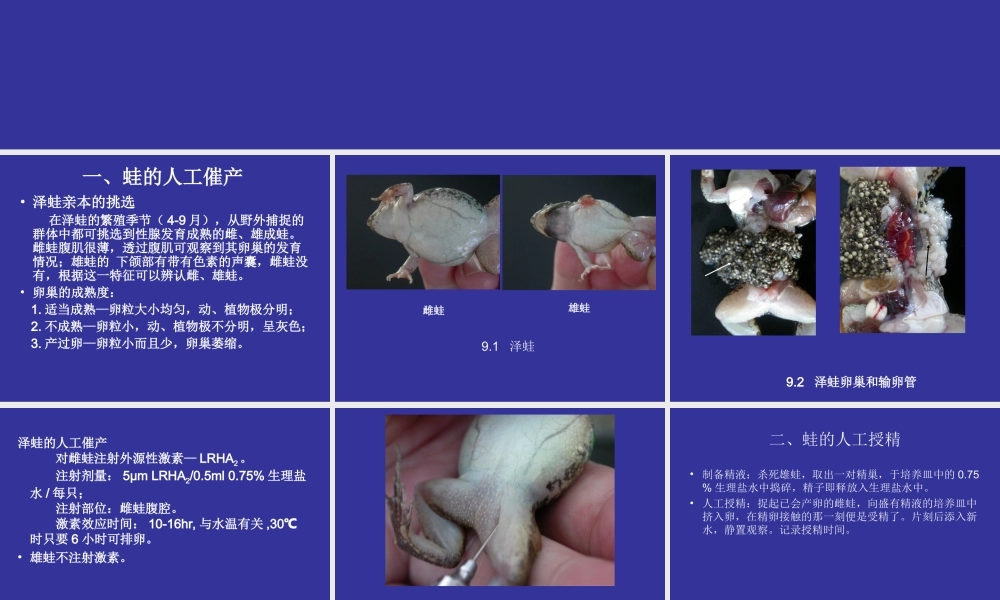 发育实验9实验九 蛙的人工催产和早期.ppt