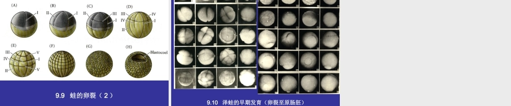 发育实验9实验九 蛙的人工催产和早期.ppt