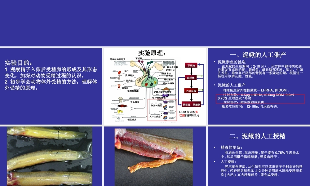 发育实验7实验七泥鳅的人工催产和受精观察.ppt