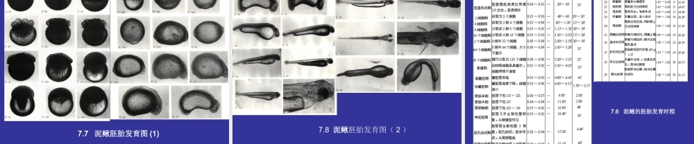 发育实验7实验七泥鳅的人工催产和受精观察.ppt