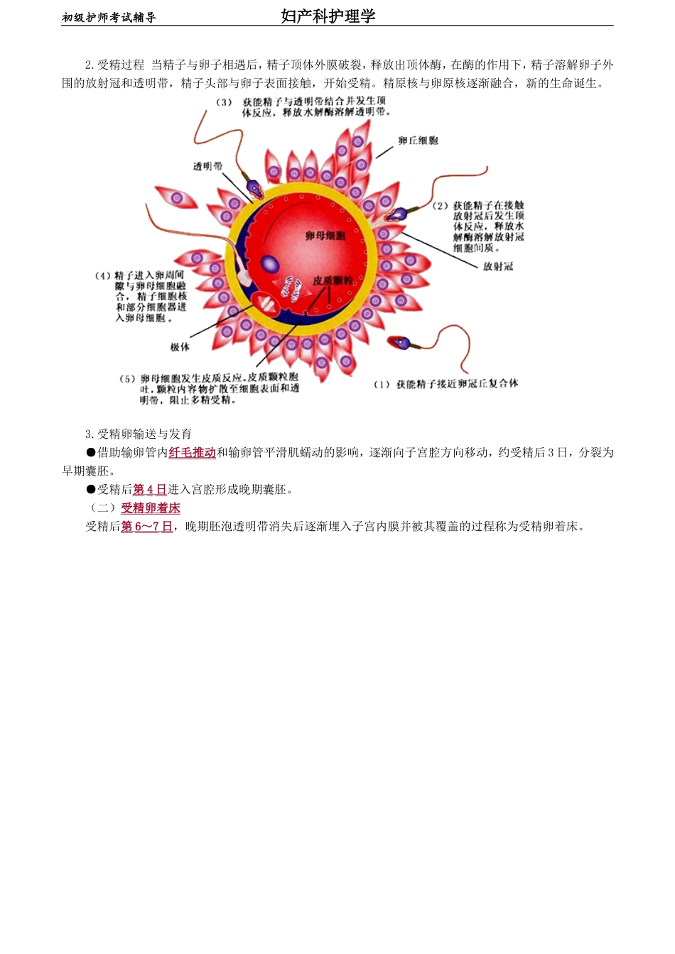 初级护师-妇产科护理学第二章　妊娠期妇女的护理.doc_第2页