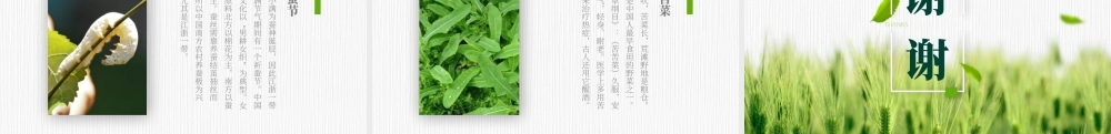 20XX中国传统二十四节气小满节气介绍ppt课件（带内容）.pptx