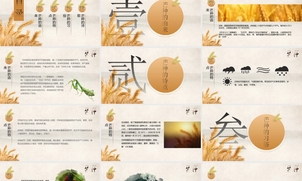 金色丰收传统中国二十四节气芒种节气介绍PPT课件（带内容）.ppt