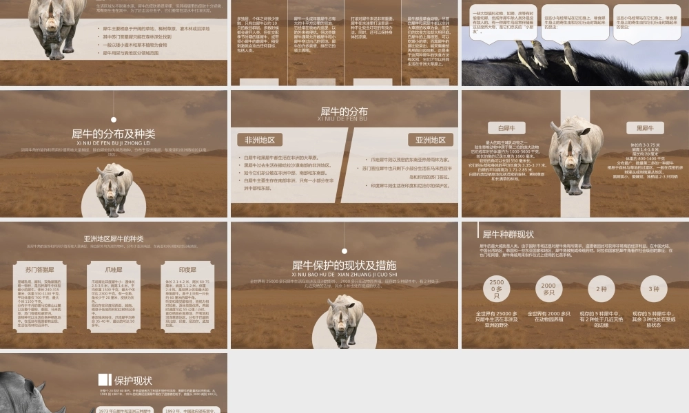 认识犀牛保护野生动物PPT主题教育.pptx