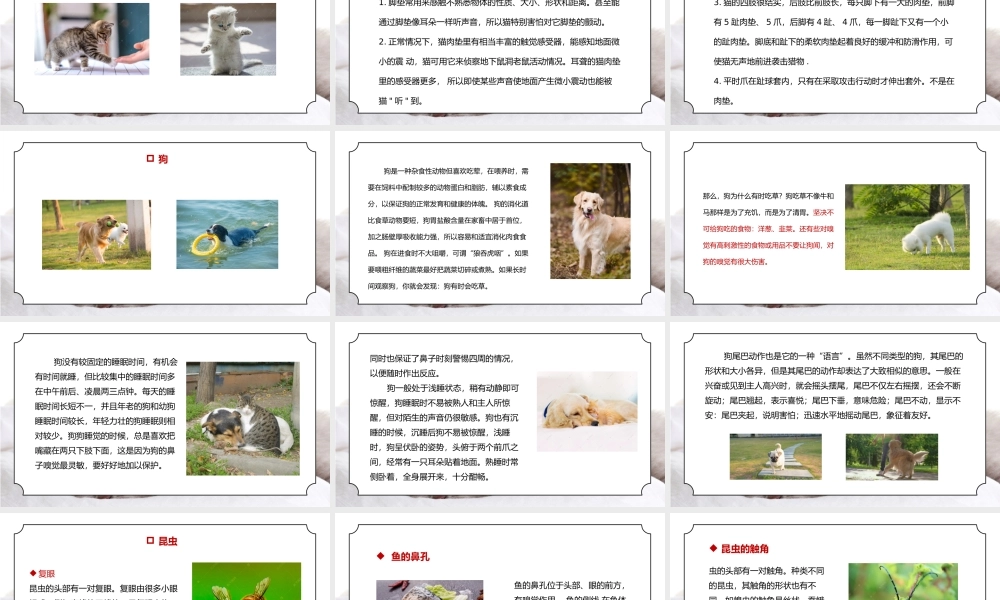 人教版三年级科学上册第一单元《身边的动物-和动物交朋友》PPT课件.pptx