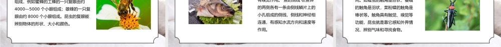 人教版三年级科学上册第一单元《身边的动物-和动物交朋友》PPT课件.pptx