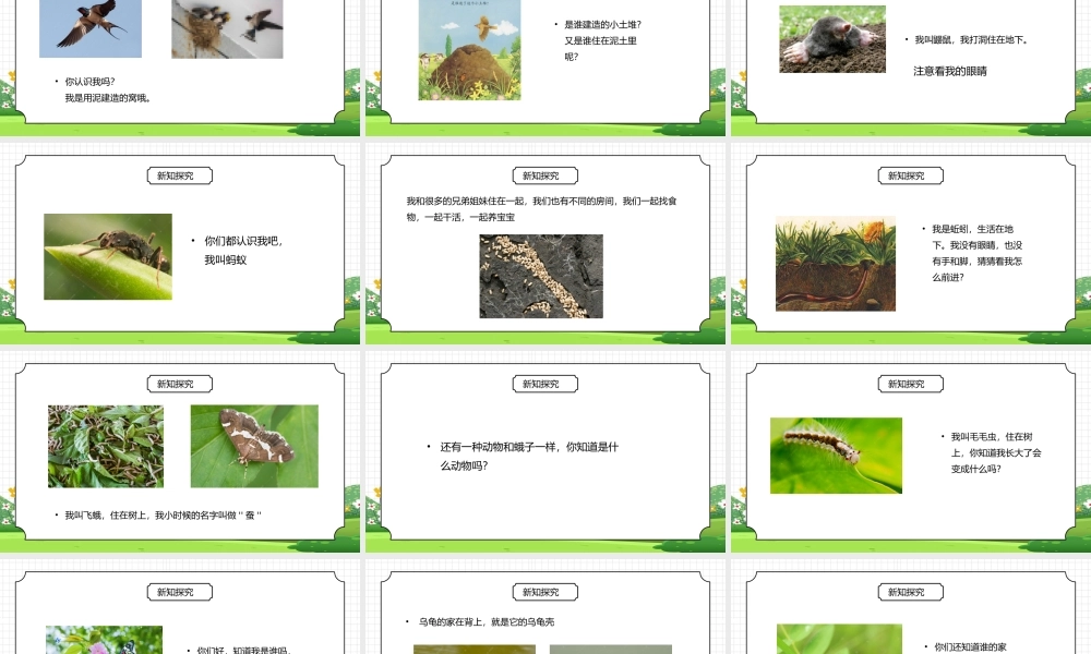 人教版三年级科学上册第一单元《身边的动物-动物的家》PPT课件.pptx