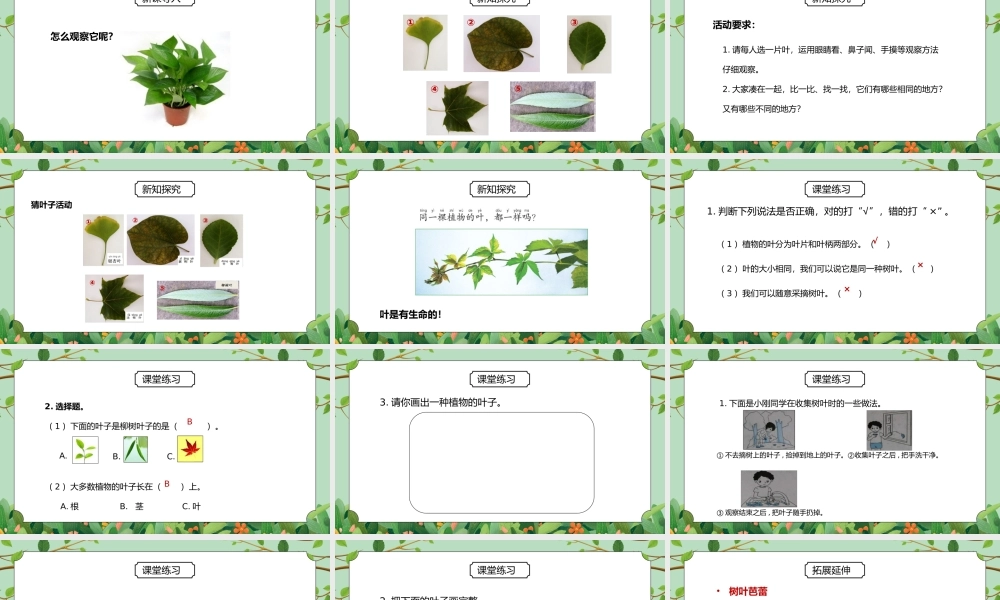 教科版一年级科学上册第一单元《植物-观察叶》PPT课件.pptx