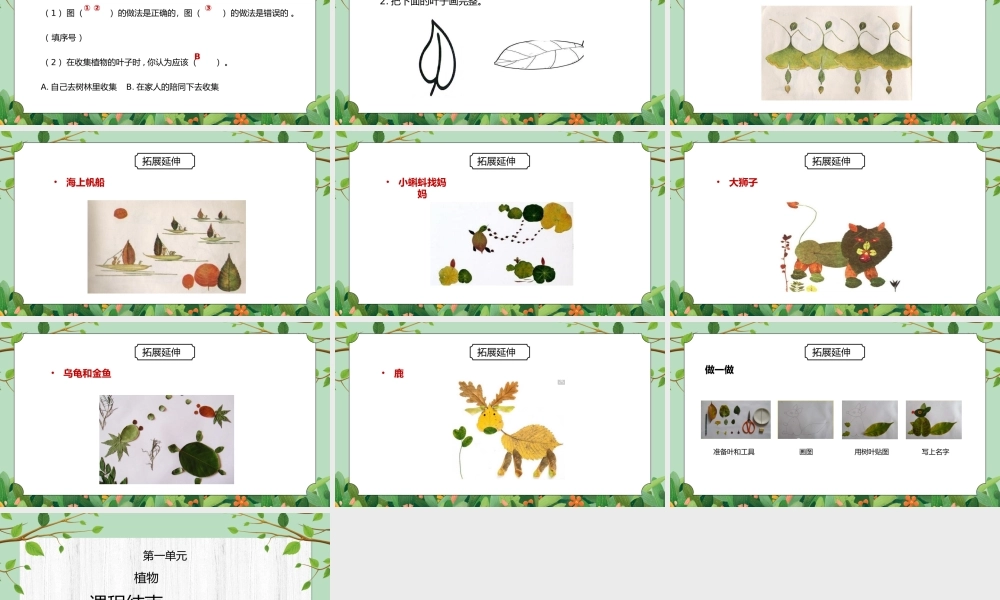 教科版一年级科学上册第一单元《植物-观察叶》PPT课件.pptx