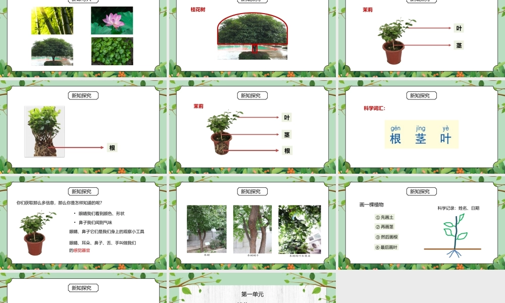 教科版一年级科学上册第一单元《植物-观察一颗植物》PPT课件.pptx