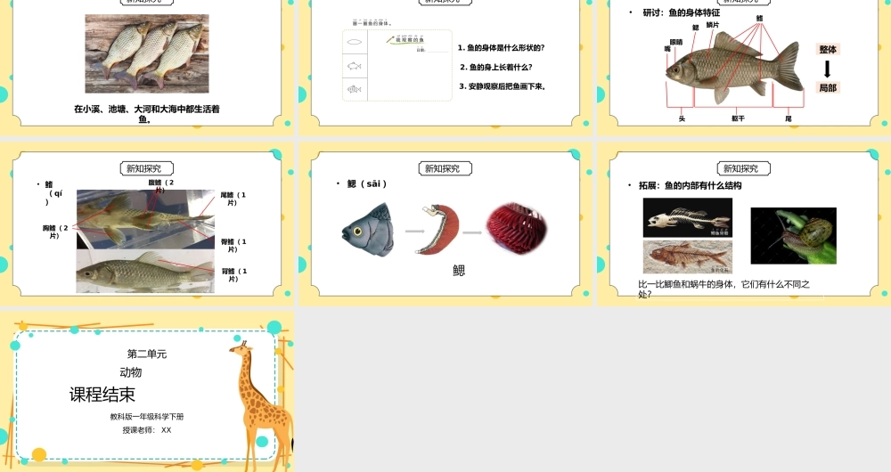 教科版一年级科学下册第二单元《动物-观察鱼》PPT课件.pptx