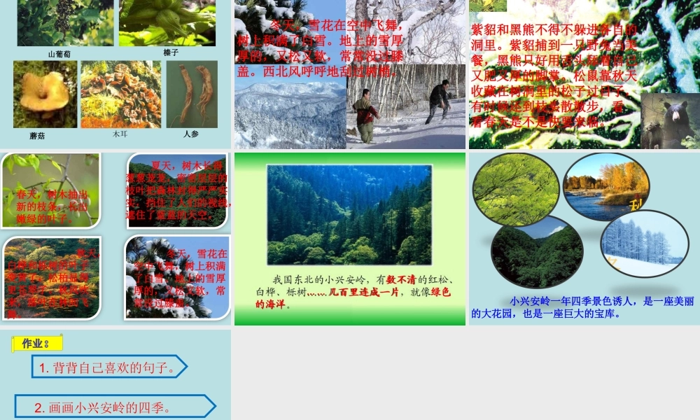 三年级公开课美丽的小兴安岭课件.ppt