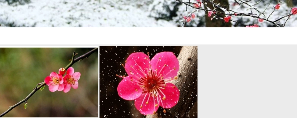 小班美术《梅花手指点画》微课件.ppt