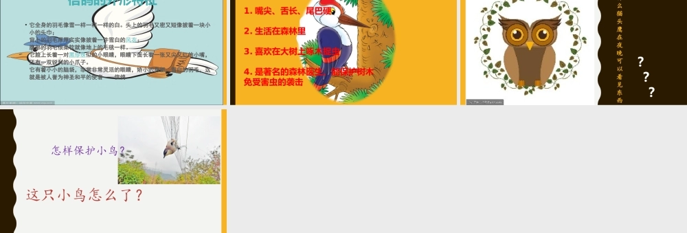 大班社会《爱鸟聚会》微课件.pptx