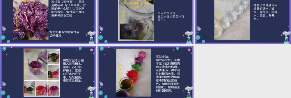 大班科学《神奇的紫甘蓝》微课件.pptx