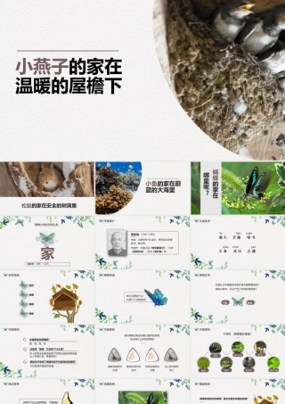 小学语文部编版四年级上册《蝴蝶的家》教育教学课件.pptx