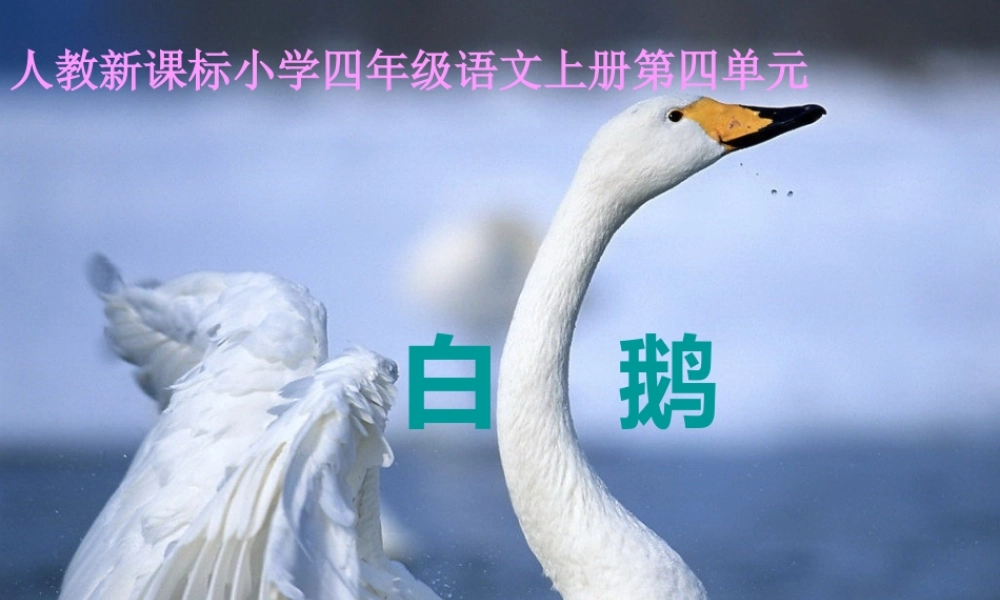 (小学课件）人教新课标小学四年级语文上册第四单元白 鹅.ppt